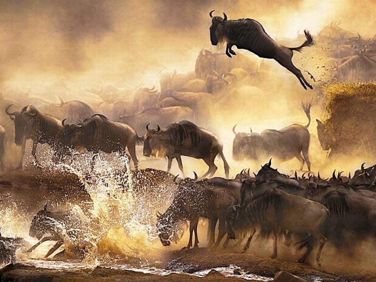 Masai Mara Wildebeest Migration Safari Package - 4 Nights & 5 Days - Game Drive and a Safari At Mara. 